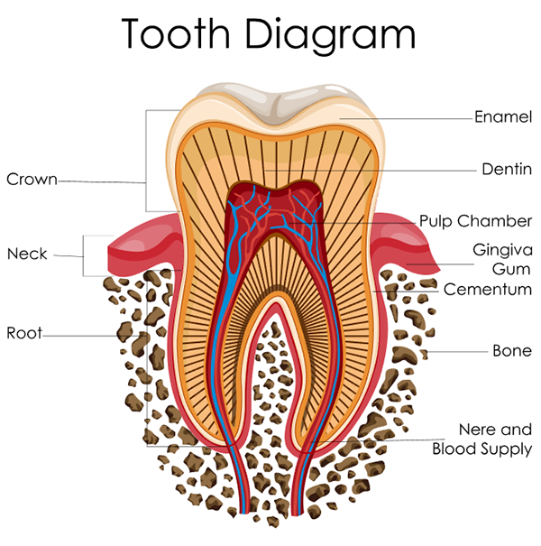 teeth diagram
